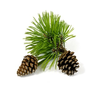 파인 에센셜 오일(Pine Essential Oil)